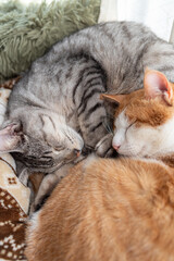 窓辺で眠る二匹の猫