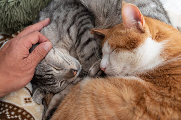 寝ている二匹の猫を撫で売飼い主