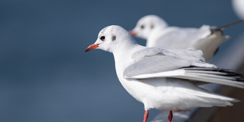 Obraz premium 並んでいる可愛いユリカモメ