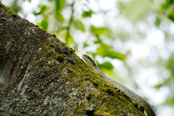 桜の木の上でとぐろを巻くアオダイショウ