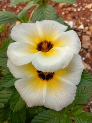 Yellow flowers in the garden