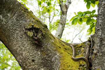桜の木の上でとぐろを巻くアオダイショウ