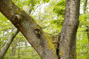 桜の木の上でとぐろを巻くアオダイショウ