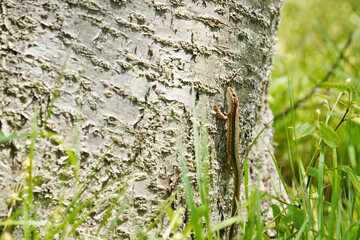 桜の木を登っていくニホンカナヘビ