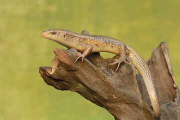 Naklejka premium An adulit common sun skink is sunbathing before starting his daily activities. This reptile has the scientific name Mabouya multifasciata. 