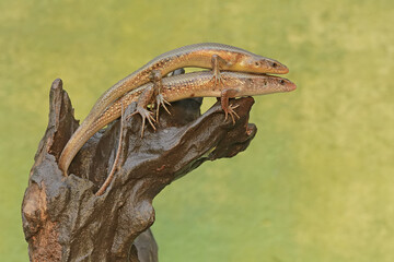 A pair of common sun skinks prepare to mate on a rotting tree trunk. This reptile has the scientific name Mabouya multifasciata.