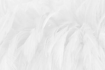 Obraz premium White grey color bird feather pattern texture for background and design.