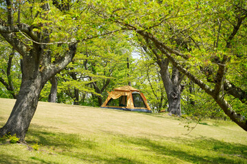 公園の芝生にテントを張っている