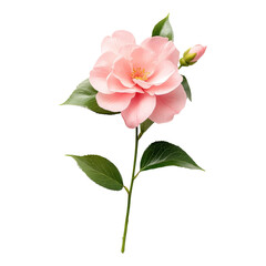 Delicate pink flower close-up nature botanical scene