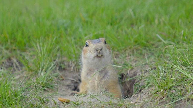 A friendly gopher with two funny teeth poses for the camera, staring intently at the frame. A close-up portrait of a ground squirrel, half sitting in a hole.