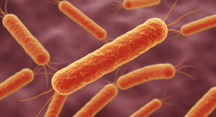 3D Visualization of Bifidobacterium, Anaerobic Bacteria in Intestinal Flora and Probiotic Yogurt