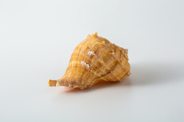 sea shell isolated on white