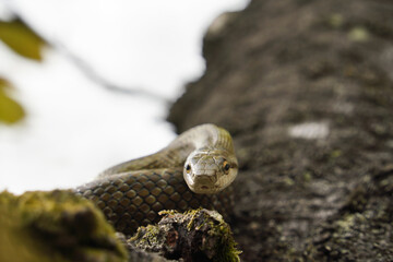 桜の木の上でとぐろを巻くアオダイショウ