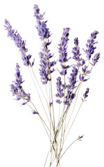 Fototapeta premium PNG Lavender flowers background plant.