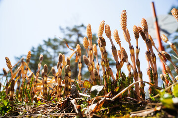 大空に向かって伸びる土筆