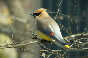 Cedar Waxwing Perched on a Branch