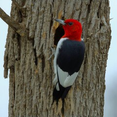 Red-headed Woodpecker on Tree Trunk