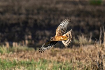 Hawk in flight over grassy field.