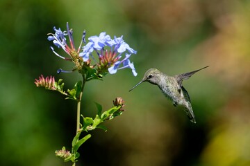 Hummingbird near blue flower in garden.