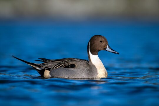 Northern Pintail duck in clear blue water.