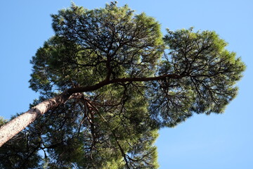 養老公園 松の木