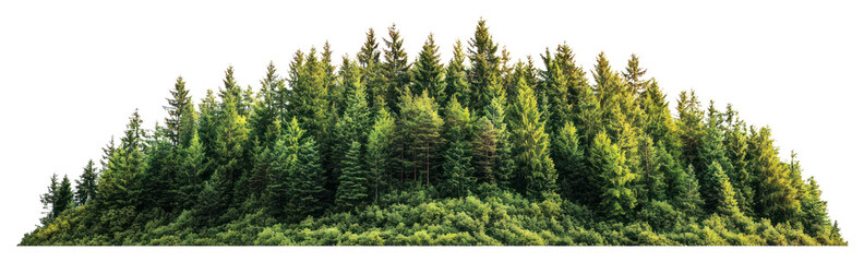 Fototapeta premium PNG Hill forest outdoors nature.