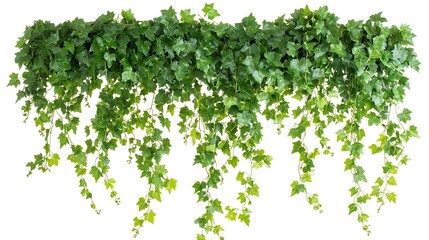 Fototapeta premium Green Ivy Garland, Lush Hanging Vines, Isolated on White Background, Perfect for Decorations, Fresh Greenery