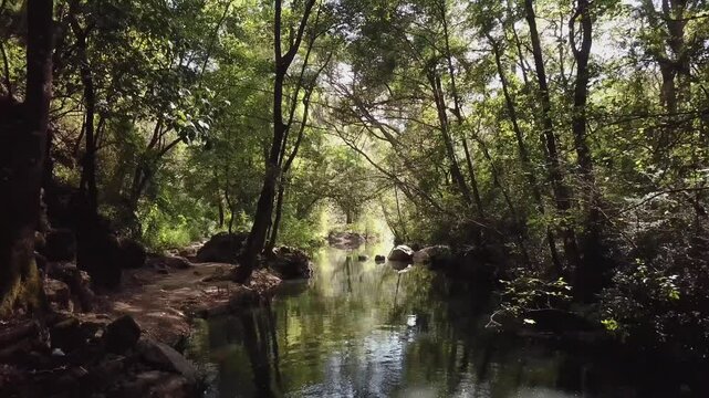 Misty morning sunbeams pierce through dense evergreen canopy, illuminating rising steam from a pristine mountain brook. Moss-covered rocks and fallen logs border the meandering water.