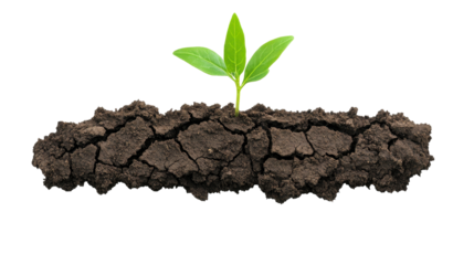 A young green plant emerging from cracked soil, symbolizing growth and resilience. transparent background