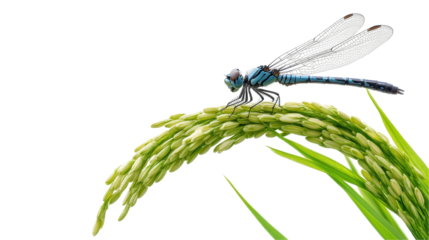 A vibrant dragonfly resting on lush green rice stalks, showcasing nature's beauty. transparent background
