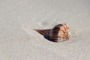 seashell on the beach