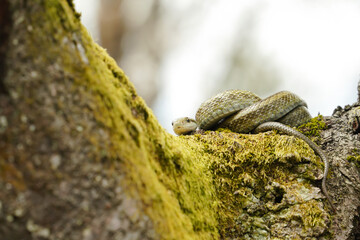 桜の木の上でとぐろを巻くアオダイショウ
