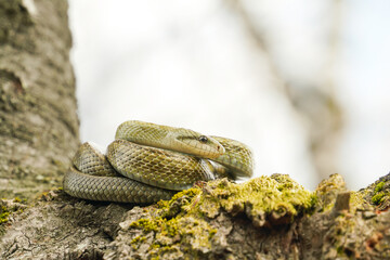 桜の木の上でとぐろを巻くアオダイショウ
