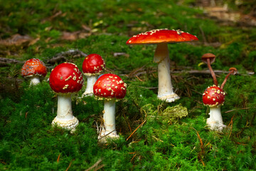 red fly agarics in the forest