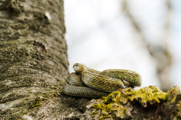 桜の木の上でとぐろを巻くアオダイショウ