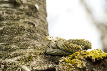 桜の木の上でとぐろを巻くアオダイショウ