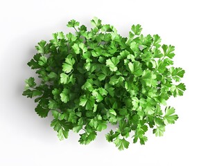 Lush Green Parsley Plant Overhead View