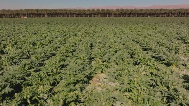 Aerial view of a vegetables growing in a field on a California desert farm