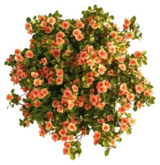 Fotobehang PNG Orange flower tree flowers plant view. © Rawpixel.com