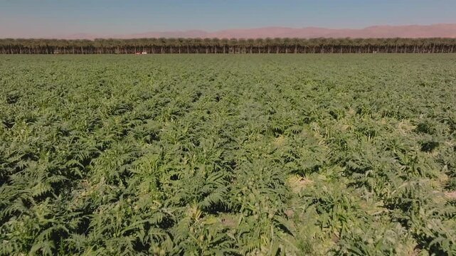 Aerial view of a vegetables growing in a field on a California desert farm