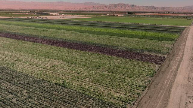 Aerial view of a vegetables growing in a field on a California desert farm