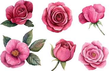 Fototapeta premium set of pink roses vector