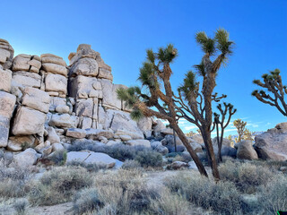 A Joshua Tree in front of a rock formation