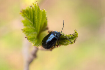 small beetle on alder bud close up
