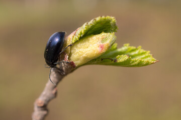 beetle on alder bud in spring close up