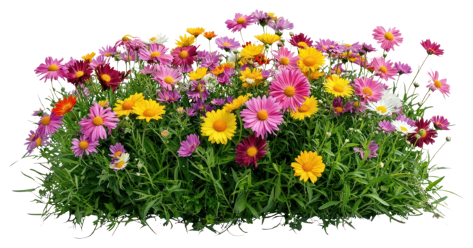 PNG Daisies flower daisy colorful.