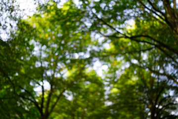 Obraz premium Nature of green leaf at summer. Natural green leaves plants. Forest background. Green nature background. Green leaf background. Leaf in forest. Leaves plants backdrop.