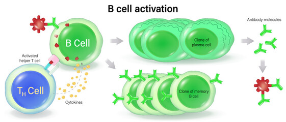 B cell activation vector. Clone of plasma cell and Clone of memory B cell. Human adaptive immune system. Specific immune response.