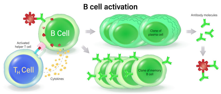B cell activation vector. Clone of plasma cell and Clone of memory B cell. Human adaptive immune system. Specific immune response.