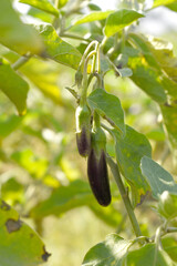 Fresh long purple brinjal (eggplant) hanging on the plant, brinjal in the vegetable field waiting to be picked for consumption. brinjal hanging on the brinjal plant. Fresh vegetable, healthy vegetable